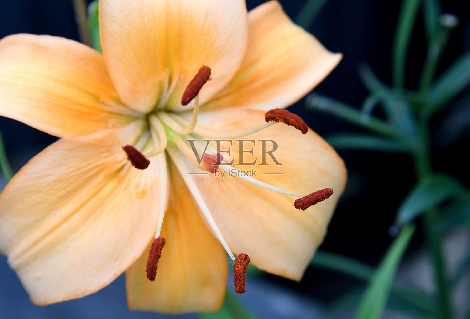 自然的颜色照片摄影图片