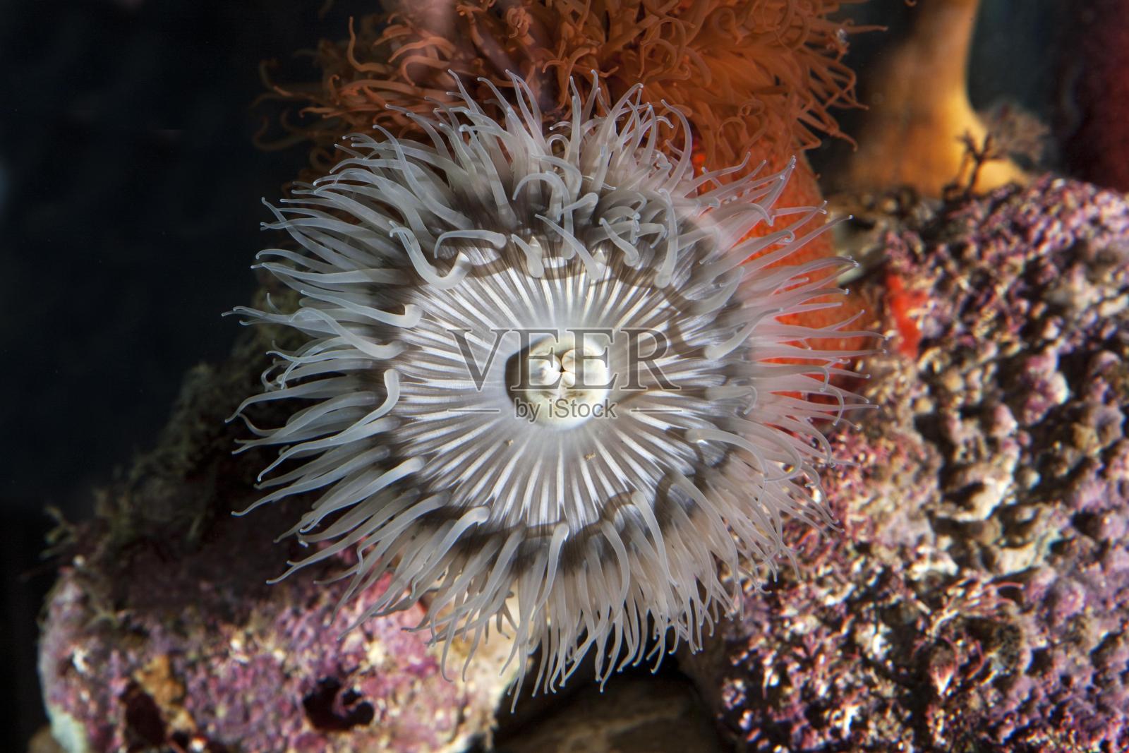 银莲花，aulactinia雷诺迪，南非照片摄影图片