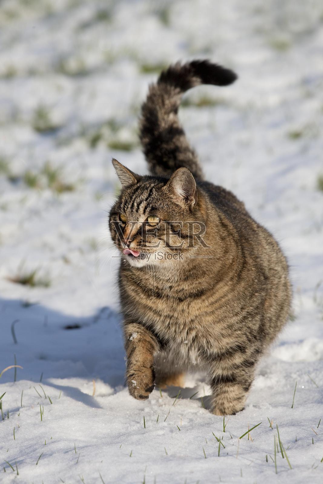 棕色虎斑家猫，女性站在雪地上，诺曼底照片摄影图片