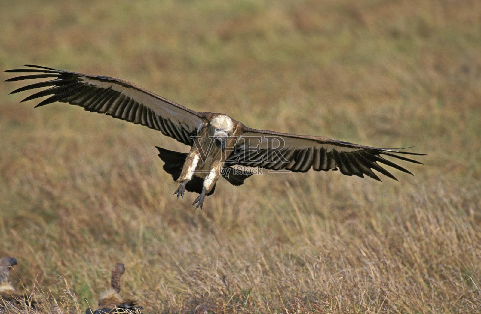 非洲白背秃鹫，非洲吉普赛人，飞行中的成人，马赛马拉公园在肯尼亚照片摄影图片
