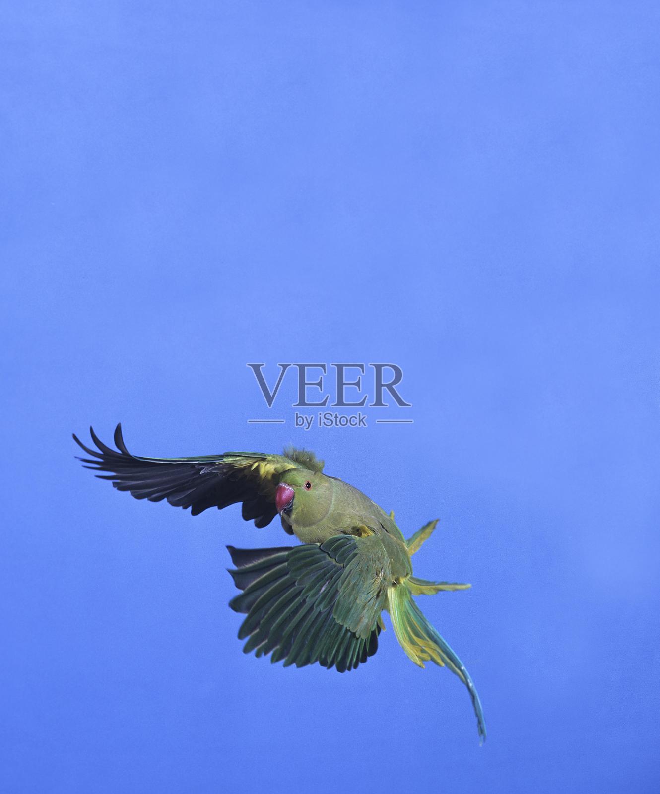 玫瑰环长尾小鹦鹉，克雷默鹦鹉，在蓝天中飞行的女性照片摄影图片