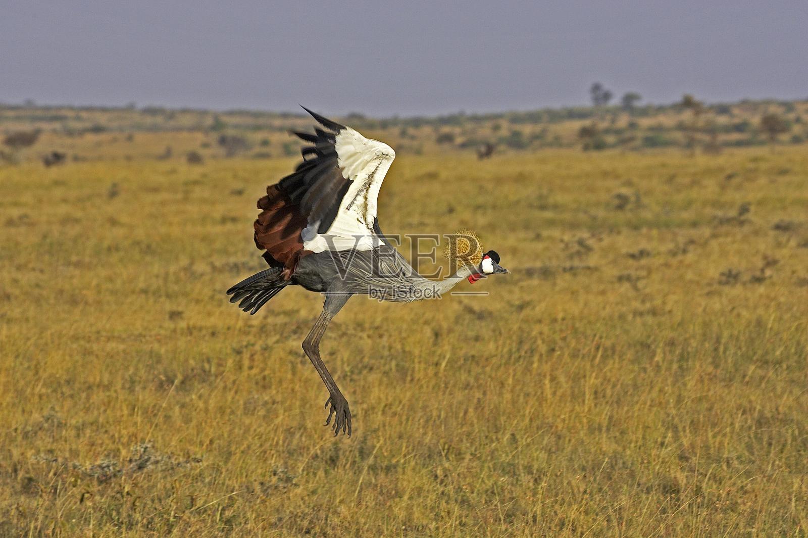 灰冠鹤，巴利阿里乌，成年飞行，马赛马拉公园在肯尼亚照片摄影图片