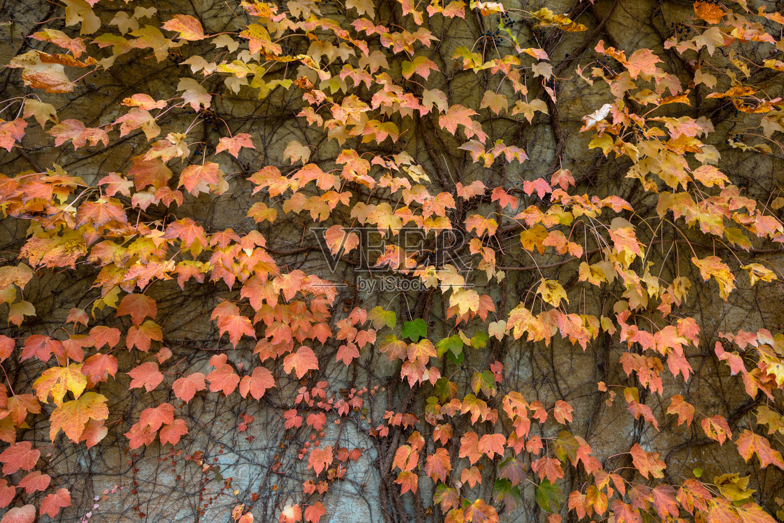 五颜六色的常青藤叶子覆盖着旧建筑的砖墙照片摄影图片