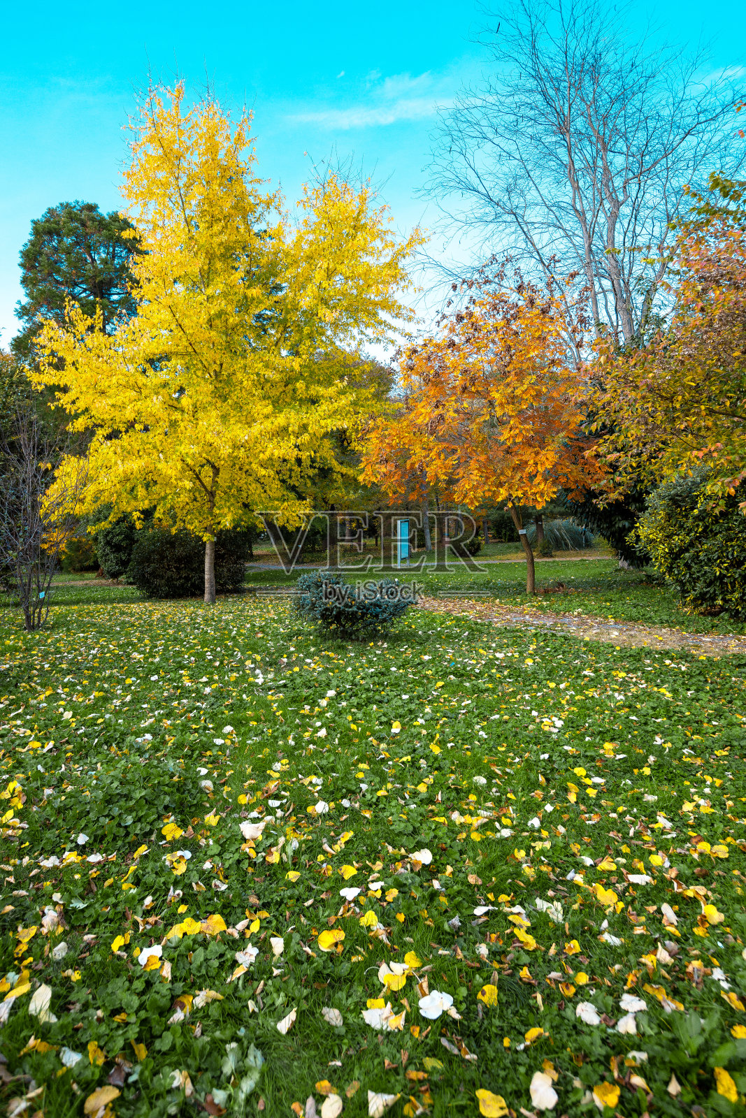 色彩斑斓的树木在秋天最好的天气照片摄影图片