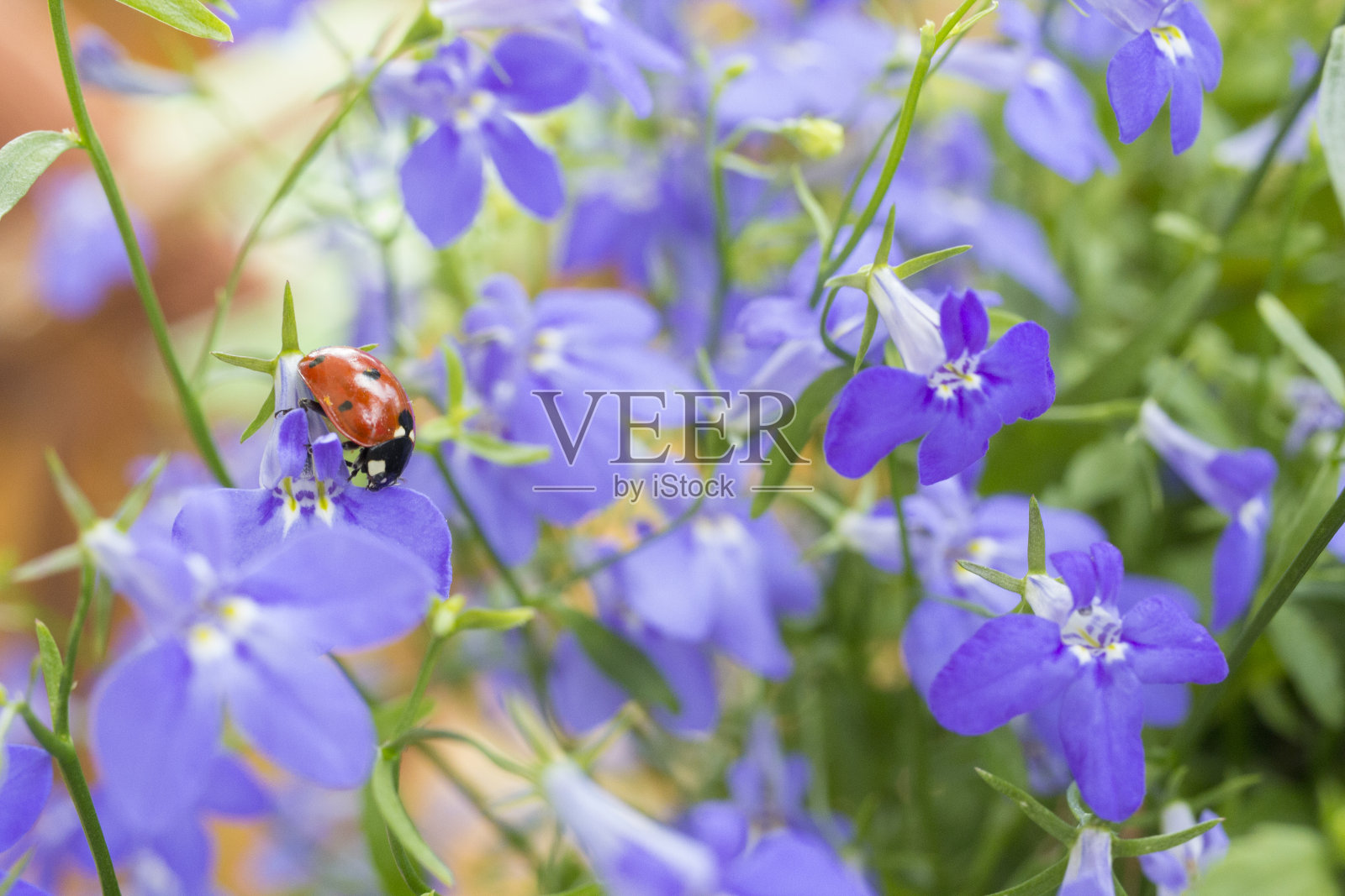 瓢虫在花照片摄影图片