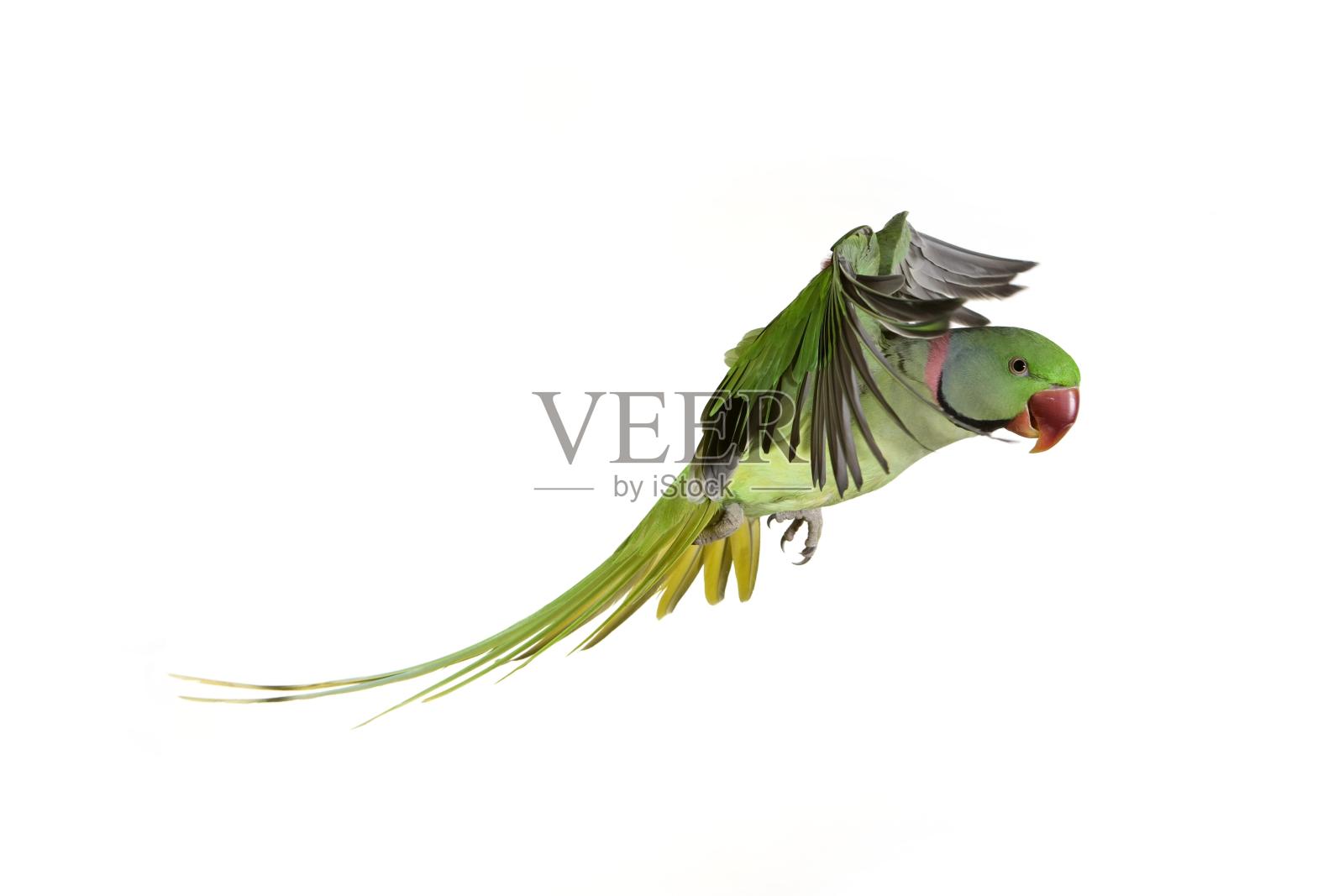 亚历山大长尾小鹦鹉，凤头鹦鹉，雄性在白色背景下飞行照片摄影图片