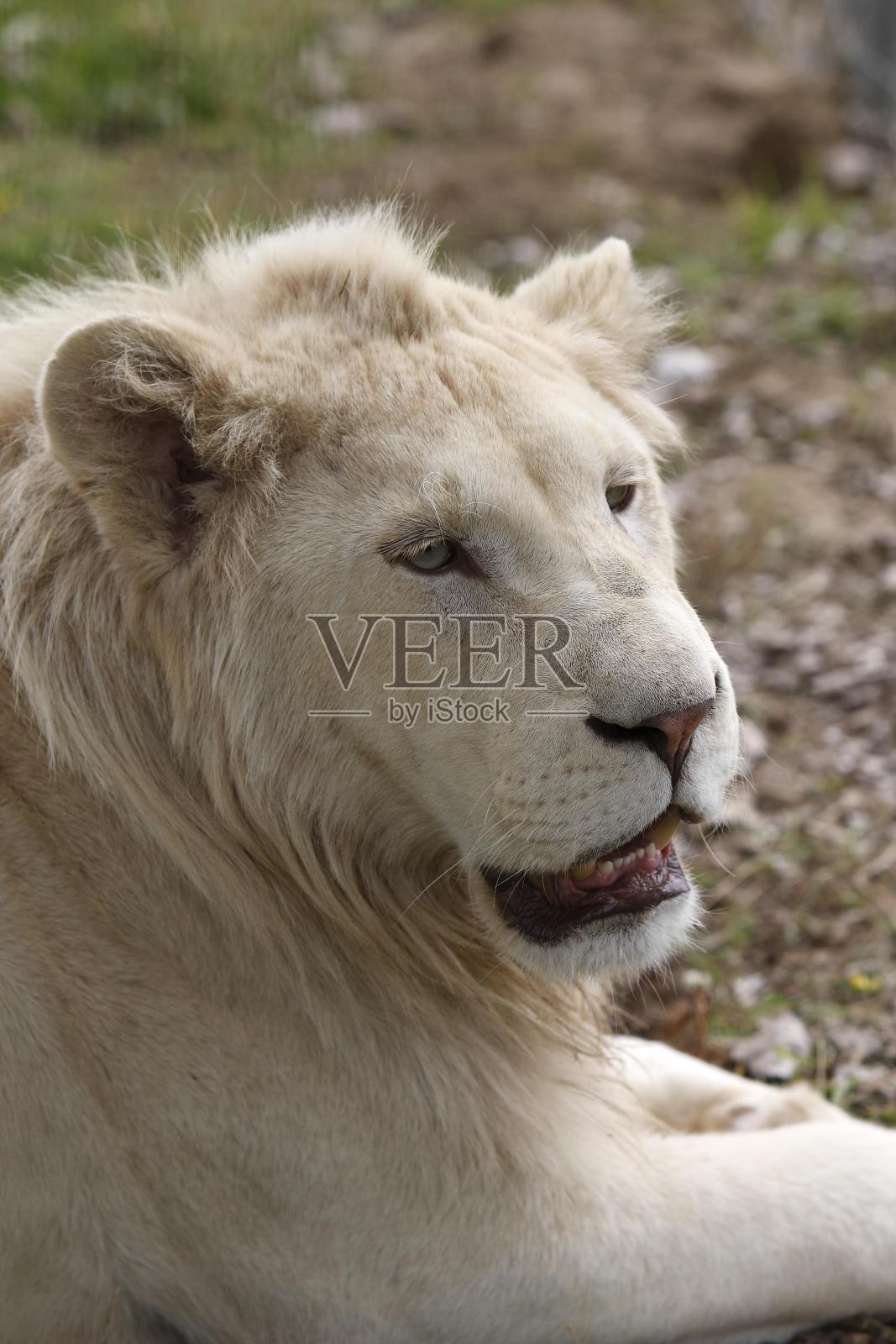 白狮子，黑豹，雄性肖像照片摄影图片
