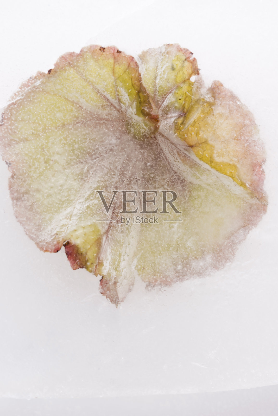 冻花。在冰块中绽放。照片摄影图片