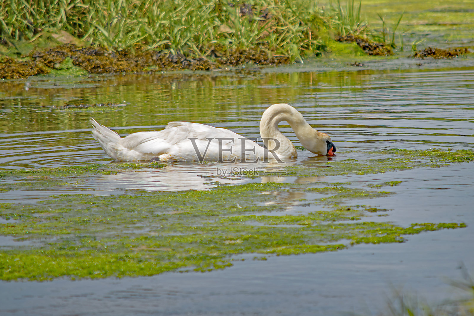 一只天鹅在布兰德湾觅食的特写照片摄影图片