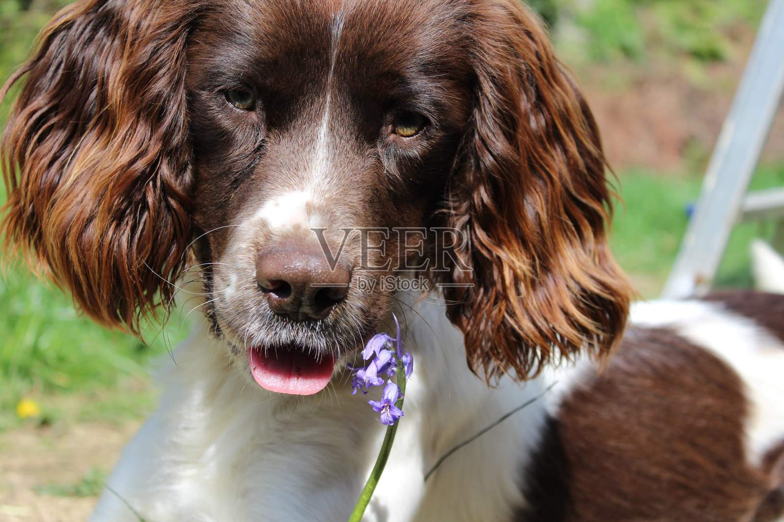 带着蓝铃草的西班牙猎犬。照片摄影图片
