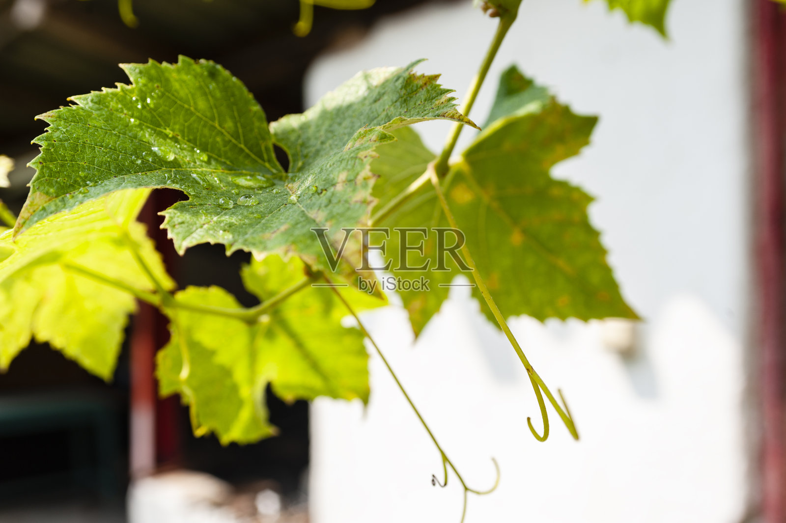 葡萄树叶照片摄影图片