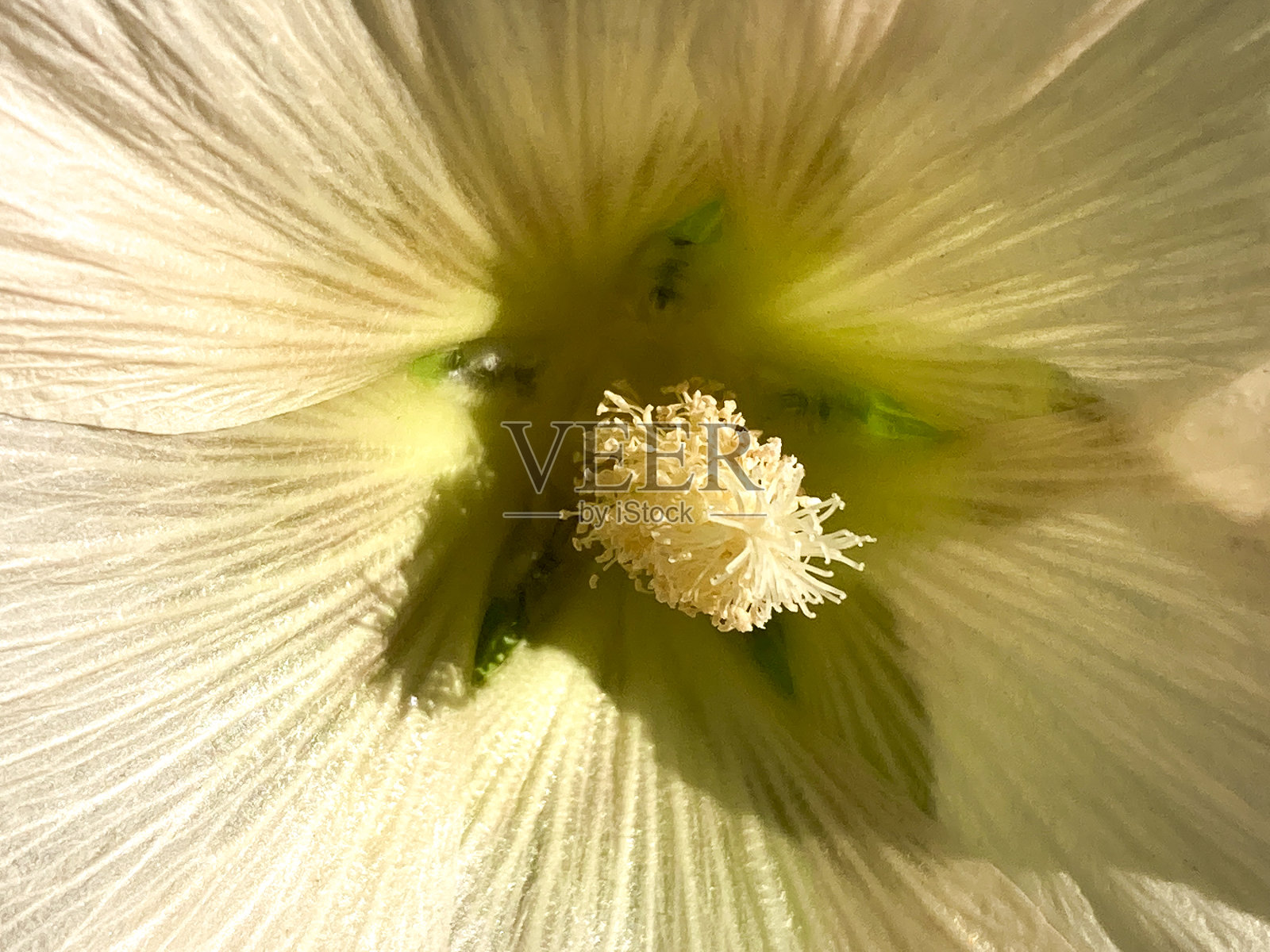 白色蜀葵特写全帧照片摄影图片