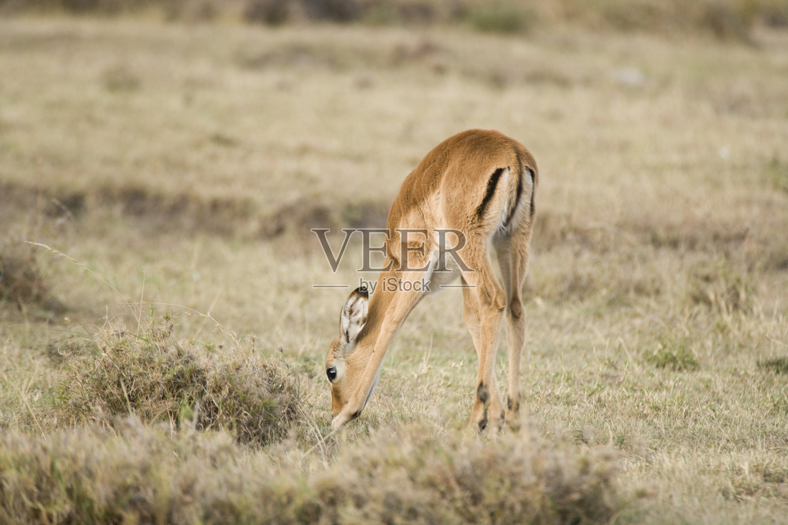 格兰特瞪羚，马赛马拉国家保护区，肯尼亚照片摄影图片