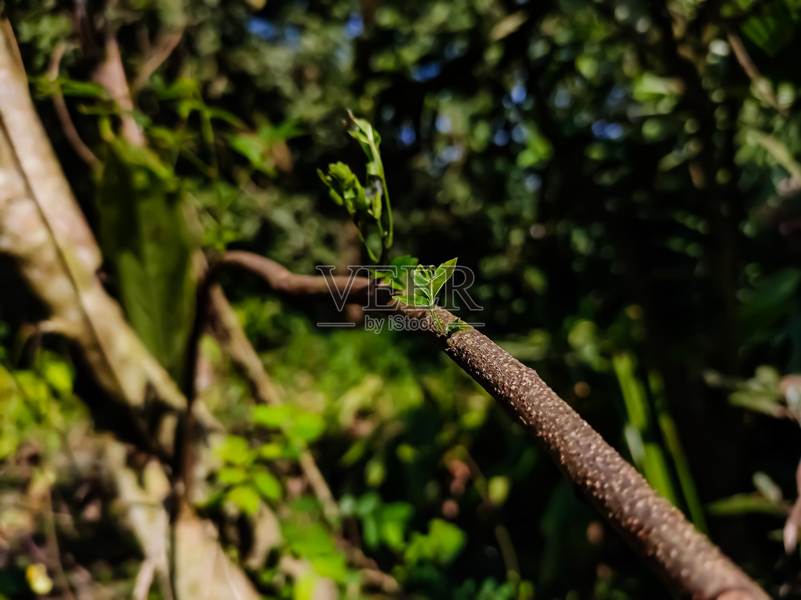 印楝(Azadirachta indica)，俗称楝树(neem)、尼姆树(nimtree)或印度丁香(Indian lilac)，是楝科红木科的一种树种。它是Azadirachta属的两种之一，原产于印度次大陆。照片摄影图片