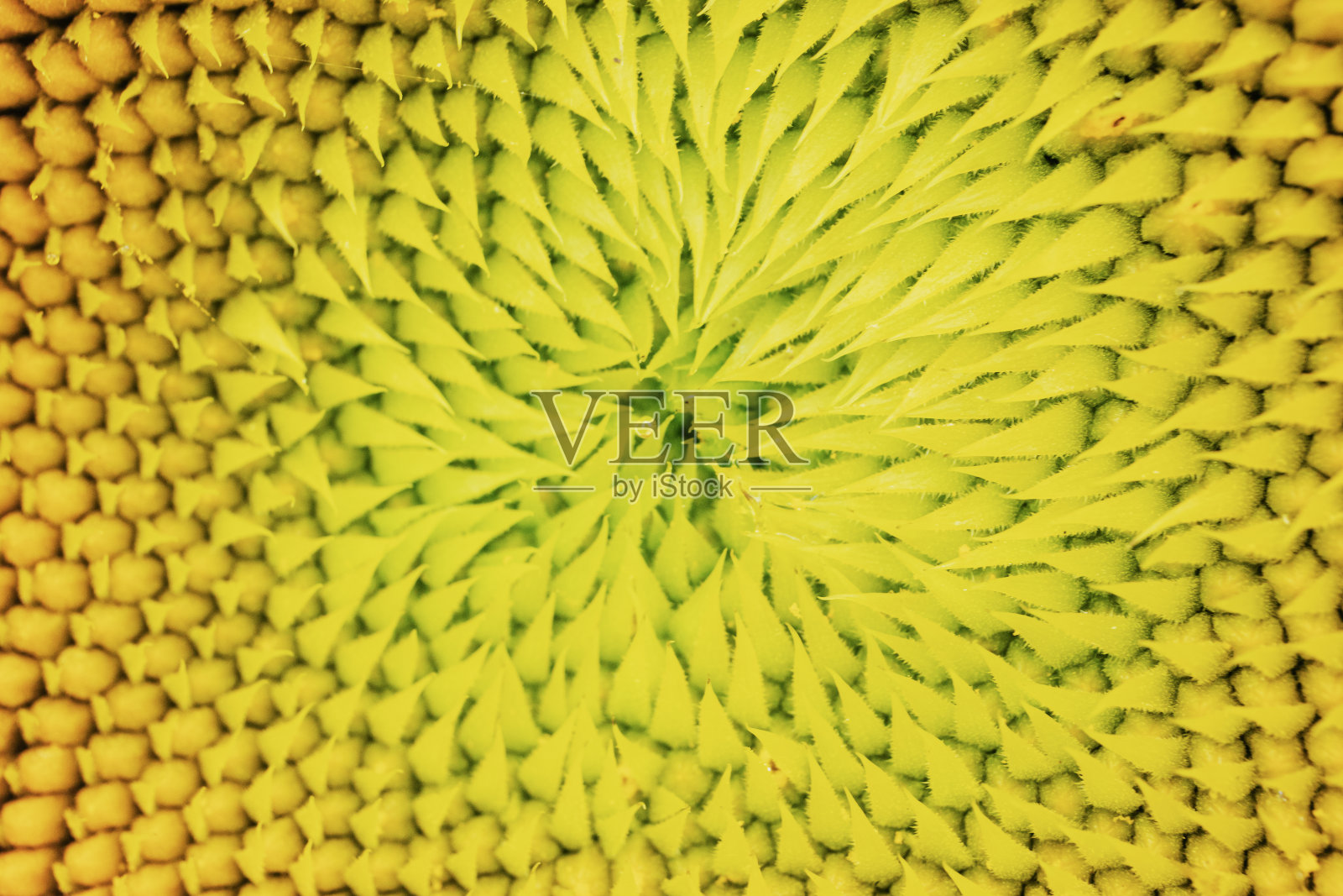 向日葵特写照片摄影图片