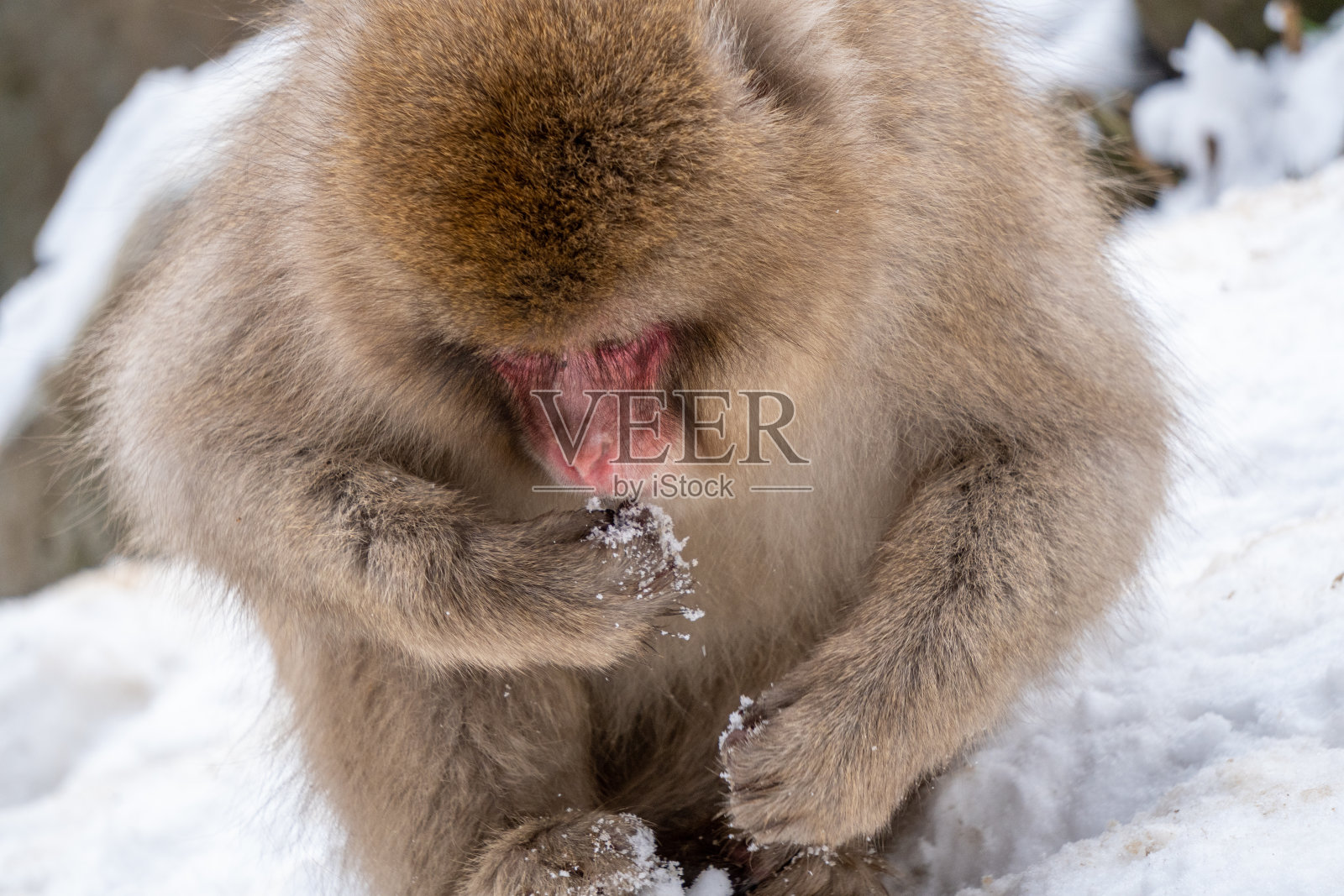日本的雪猴照片摄影图片