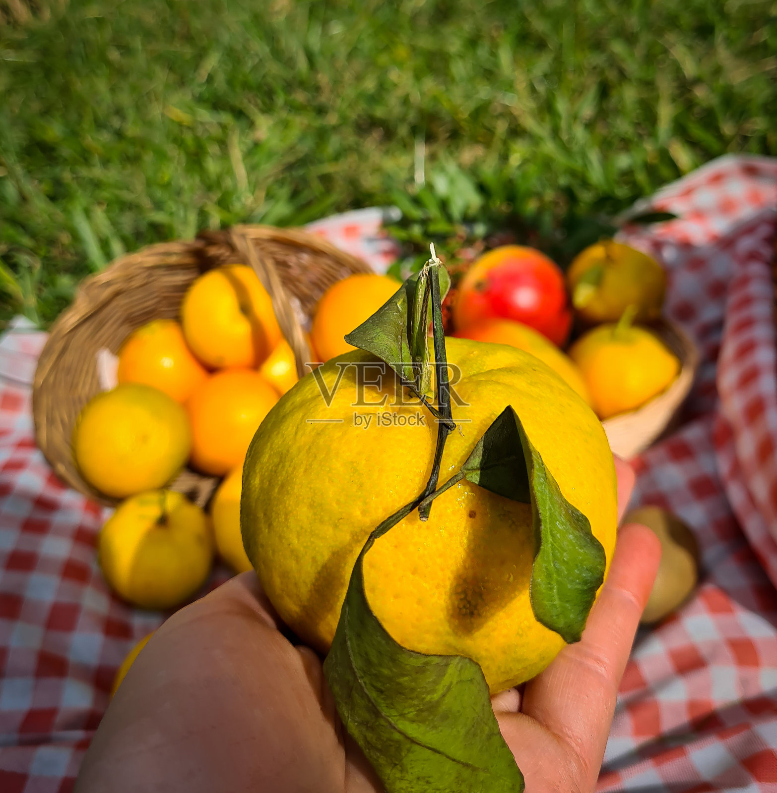 香甜可口的佛手柑照片摄影图片