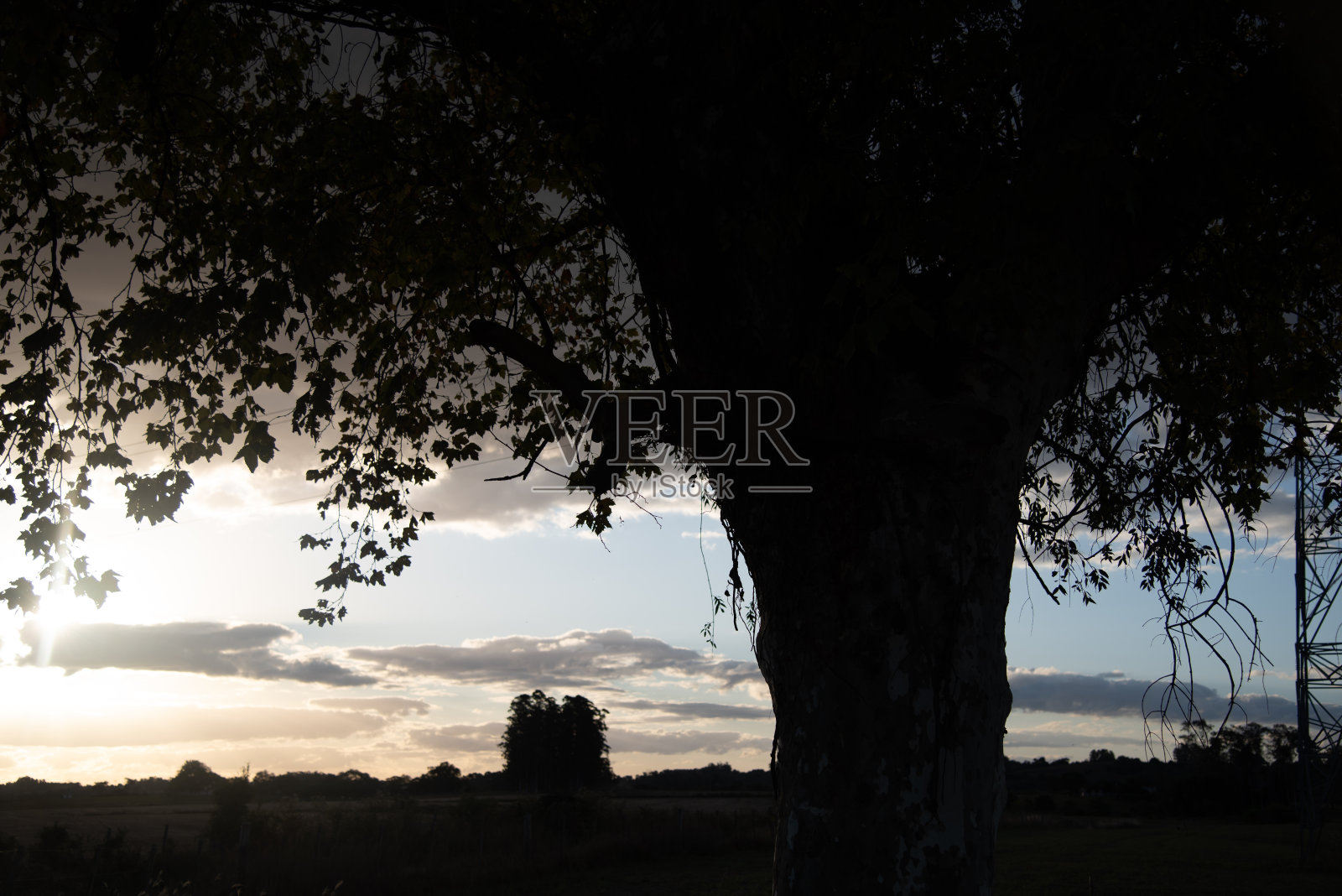 树的轮廓和树干。枫树。巴西南部的日落。照片摄影图片