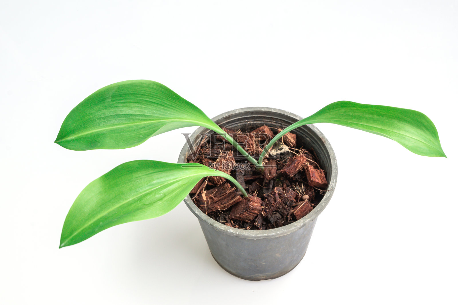 在白色的背景上，在黑锅孤立的双色Eucrosia双色植物。(女王莉莉Phaedranassa)照片摄影图片