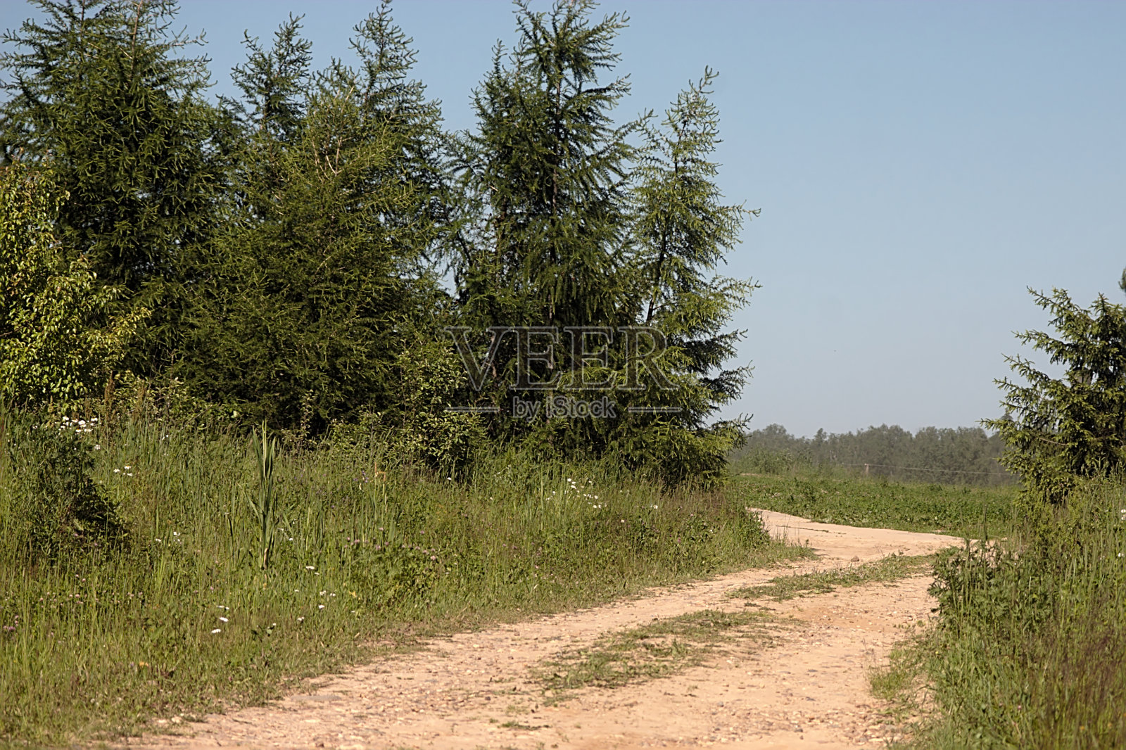 在森林边缘的路照片摄影图片