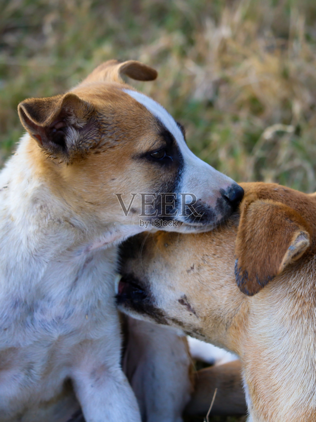 狗妈妈在公园里抚摸一只小狗照片摄影图片