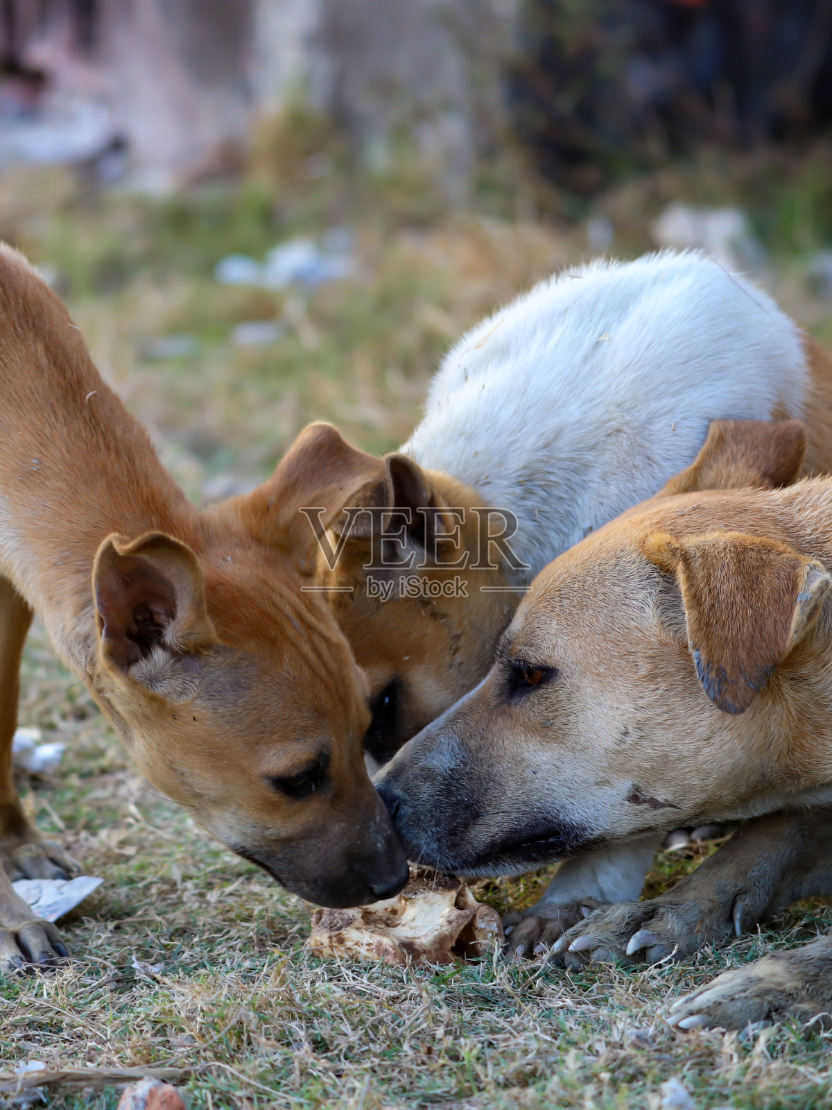 许多狗在一起吃一块面包照片摄影图片