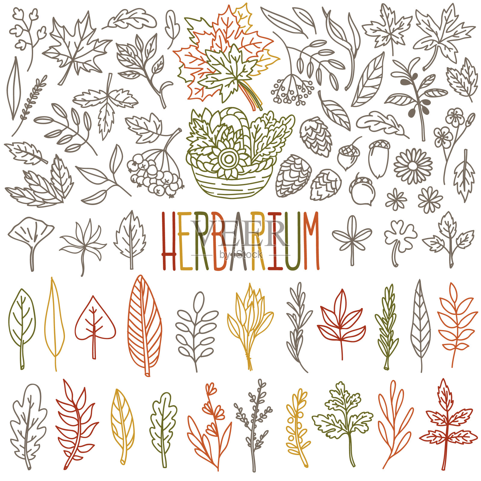植物标本涂鸦集。不同类型和形状的秋叶、树木和草本植物。插画图片素材