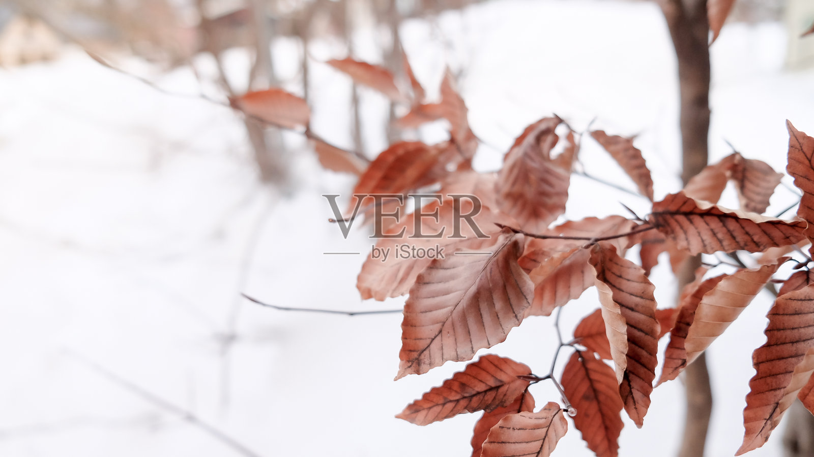 冬天的干叶子照片摄影图片