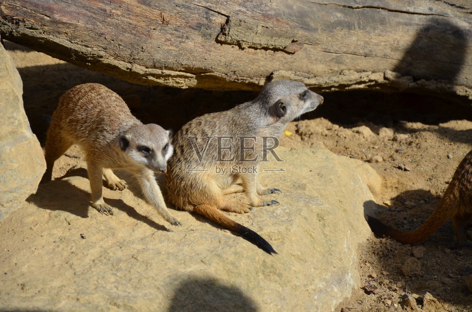 法兰克福动物园猫鼬(Surikate)照片摄影图片