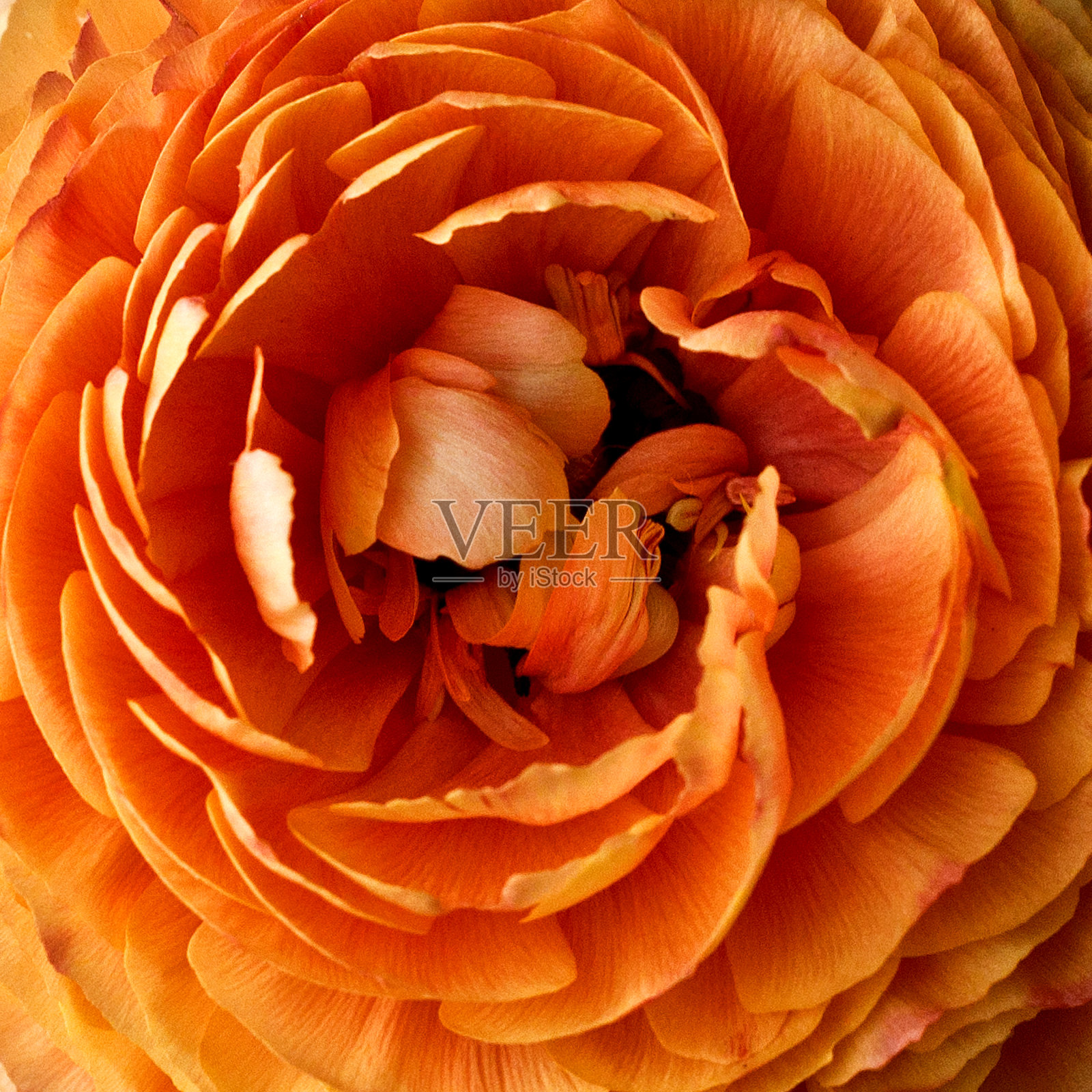 美丽的橙色毛茛花近了。照片摄影图片