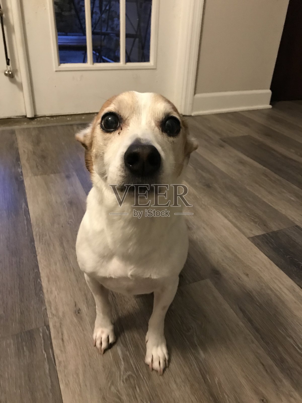 杰克罗素梗坐着照片摄影图片