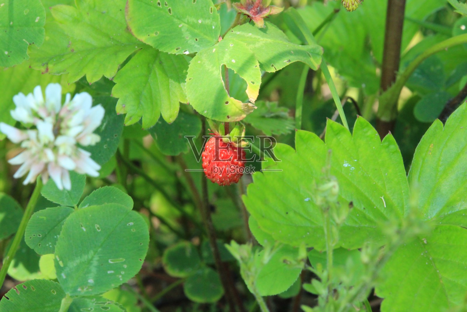 新鲜成熟的森林草莓生长在森林的绿色草地的背景。照片摄影图片