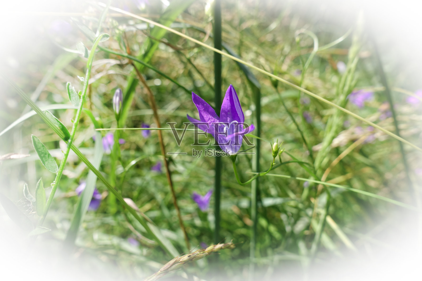 风铃紫美丽的野田花。照片摄影图片