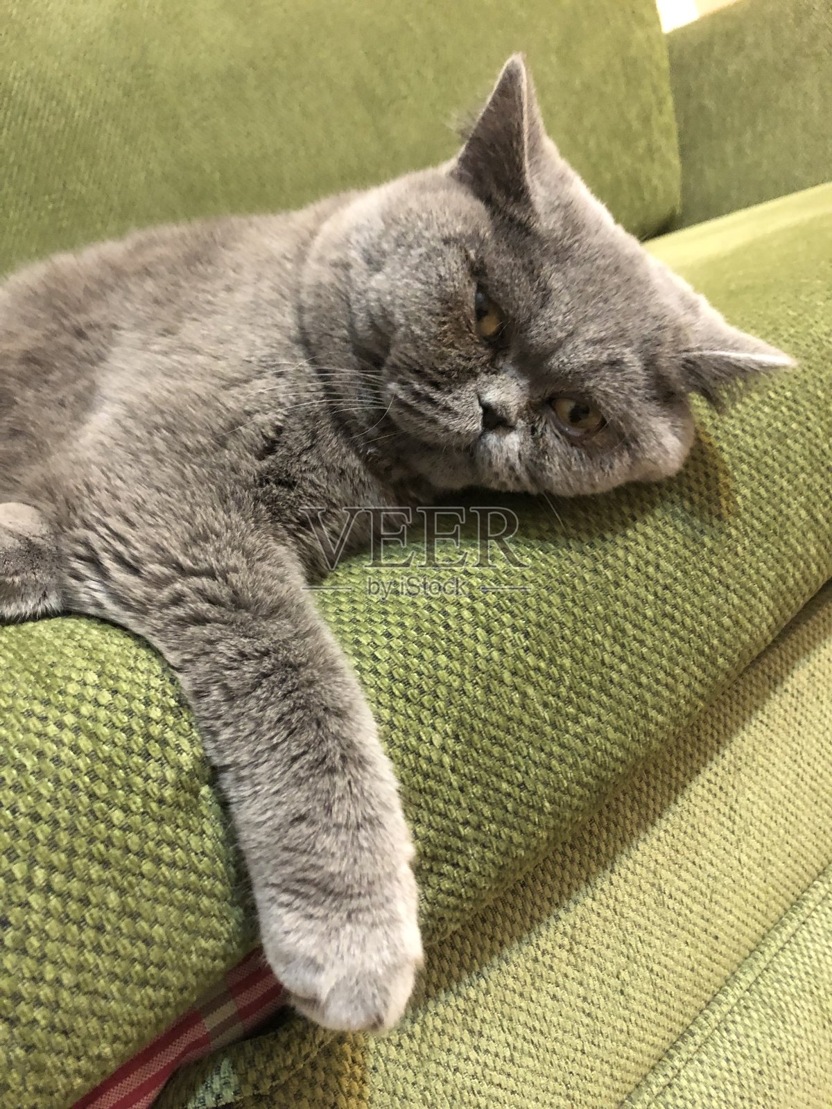 灰猫躺在沙发上照片摄影图片