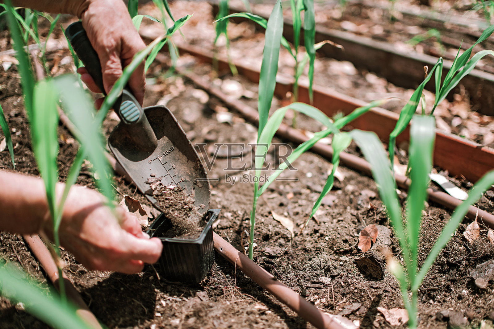 用喷壶浇灌植物，城市花园，园艺工具特写照片摄影图片