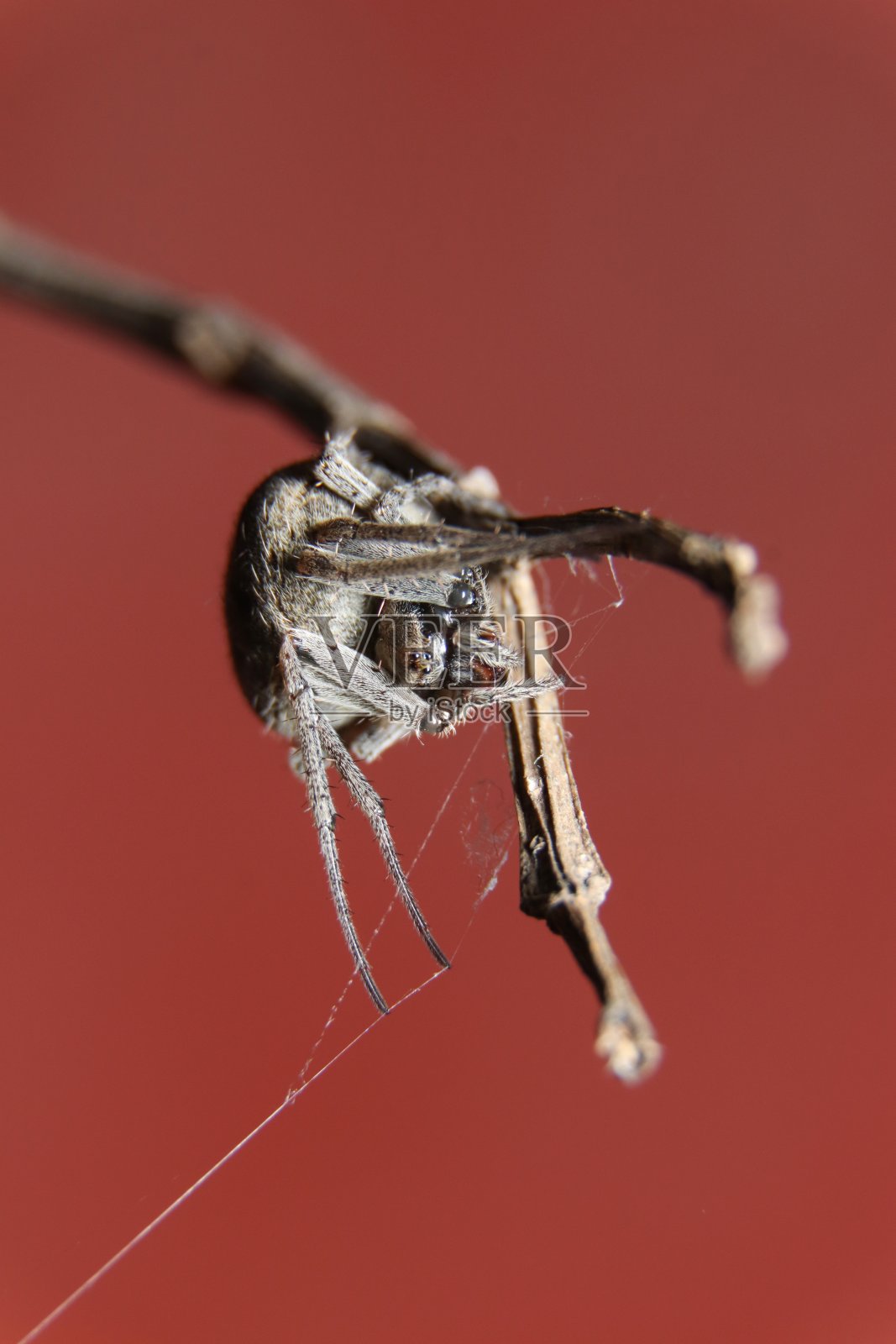 斑点蜘蛛(新斯科纳)照片摄影图片