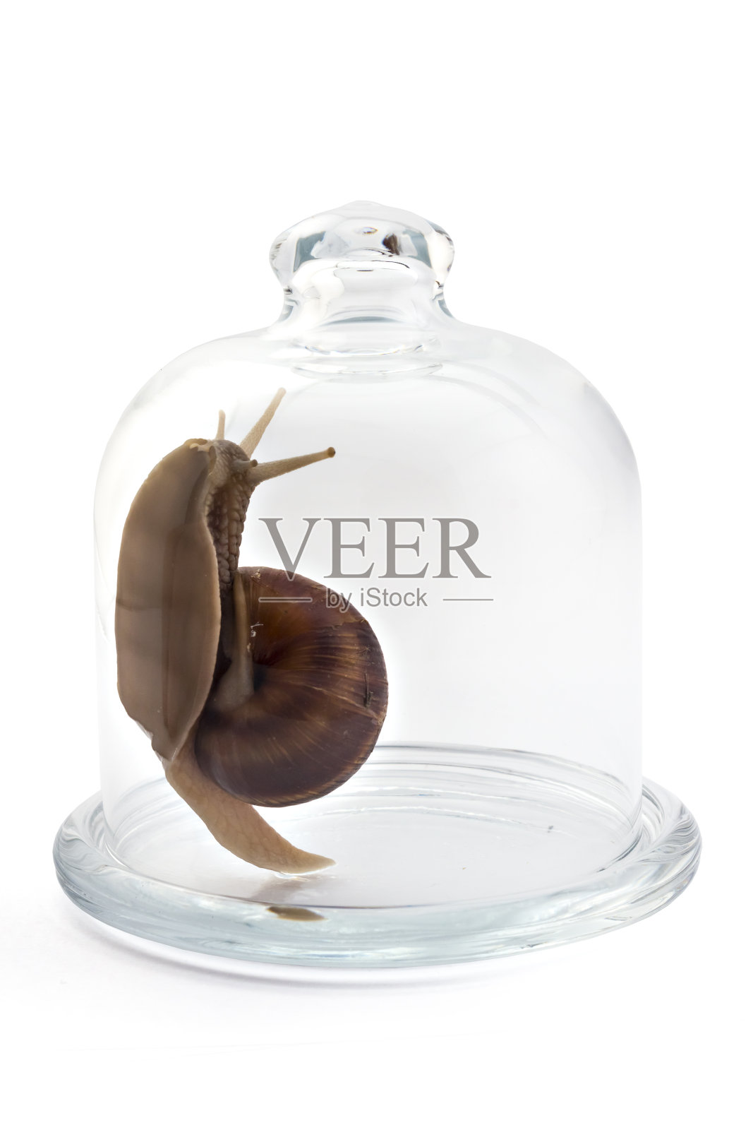 花园蜗牛照片摄影图片