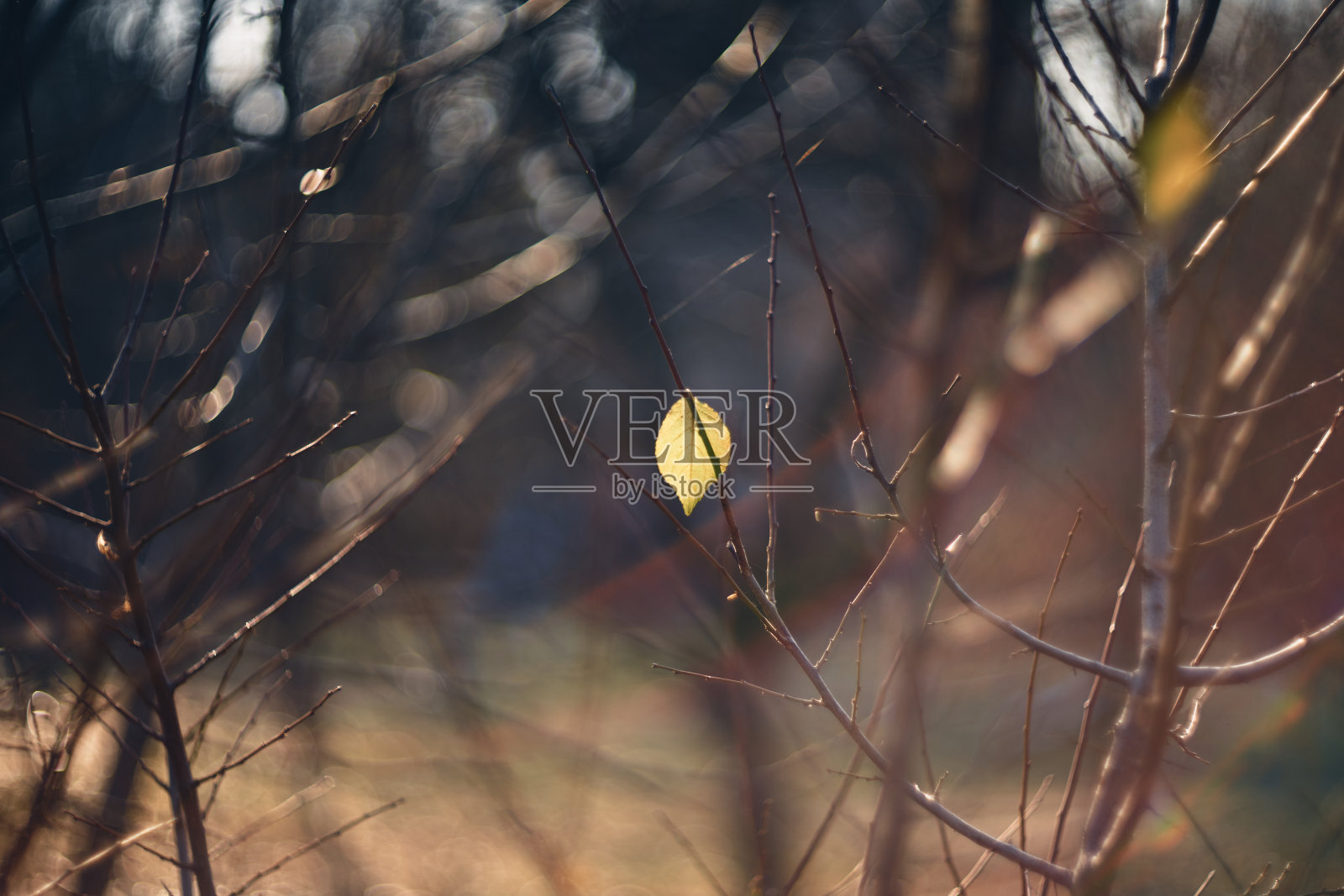 最后的秋叶到秋天秋天的背景照片摄影图片