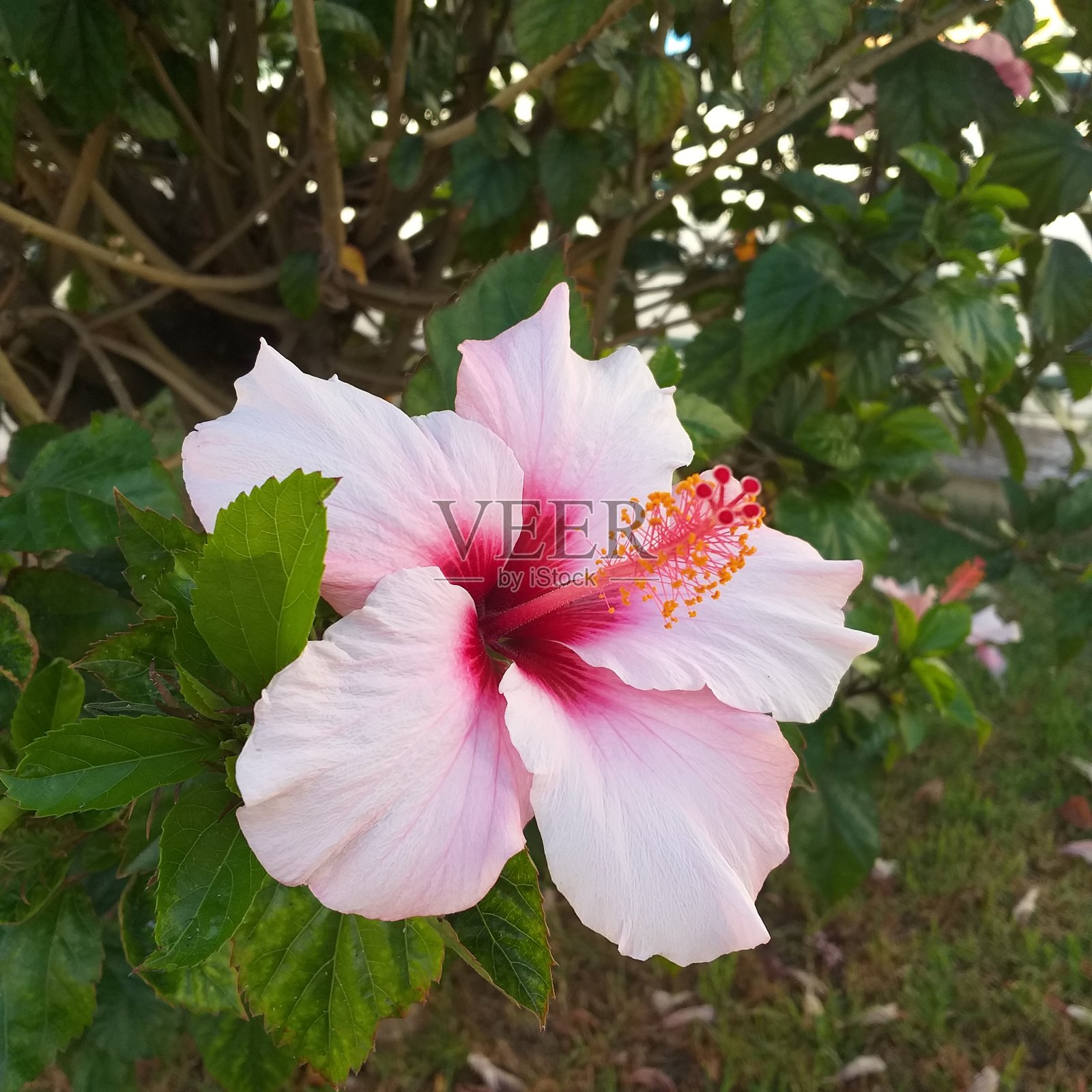 面粉照片摄影图片