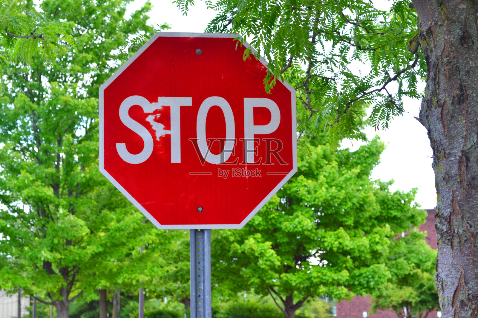 停止标志户外绿叶照片摄影图片