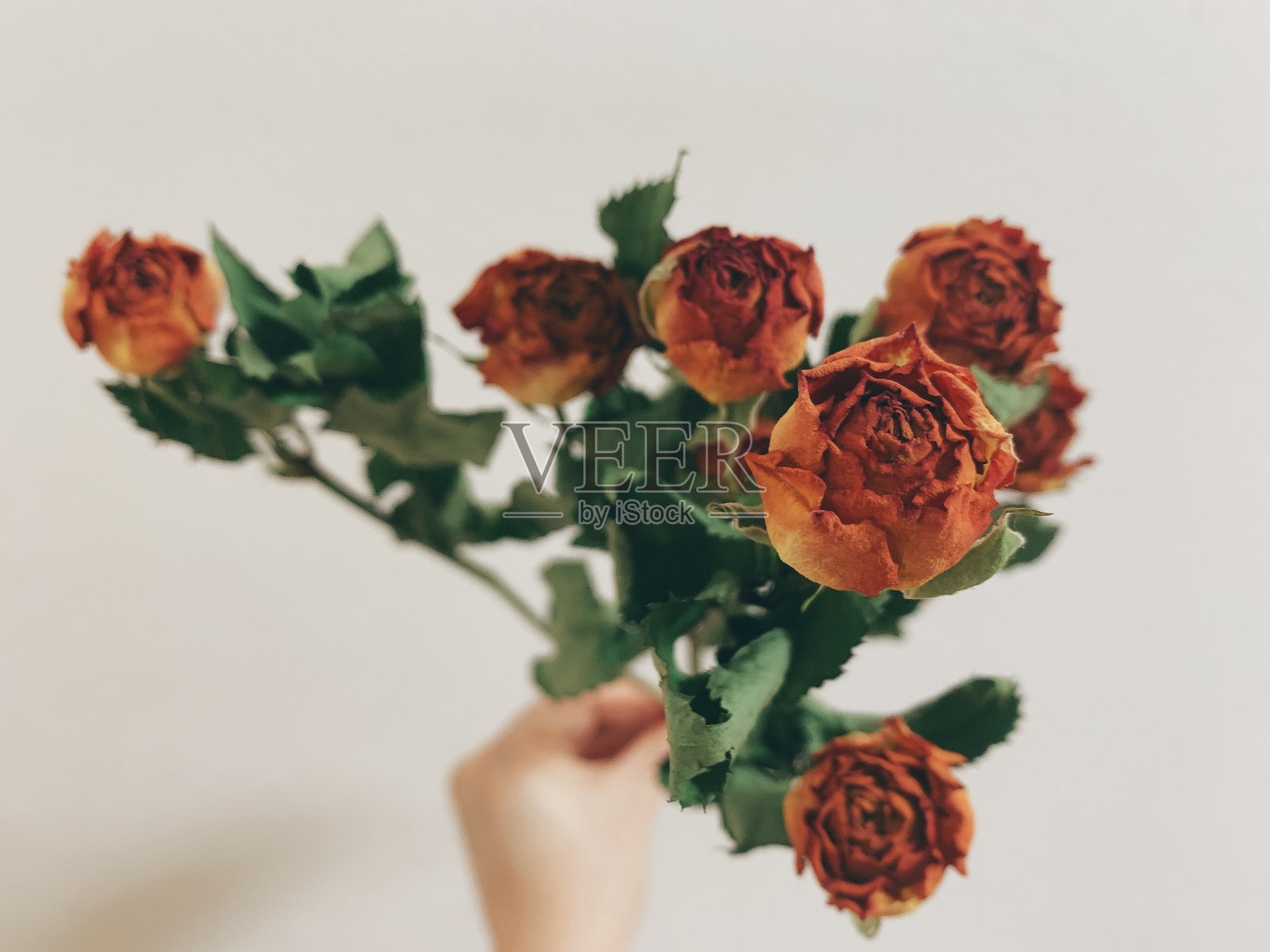 干玫瑰照片摄影图片