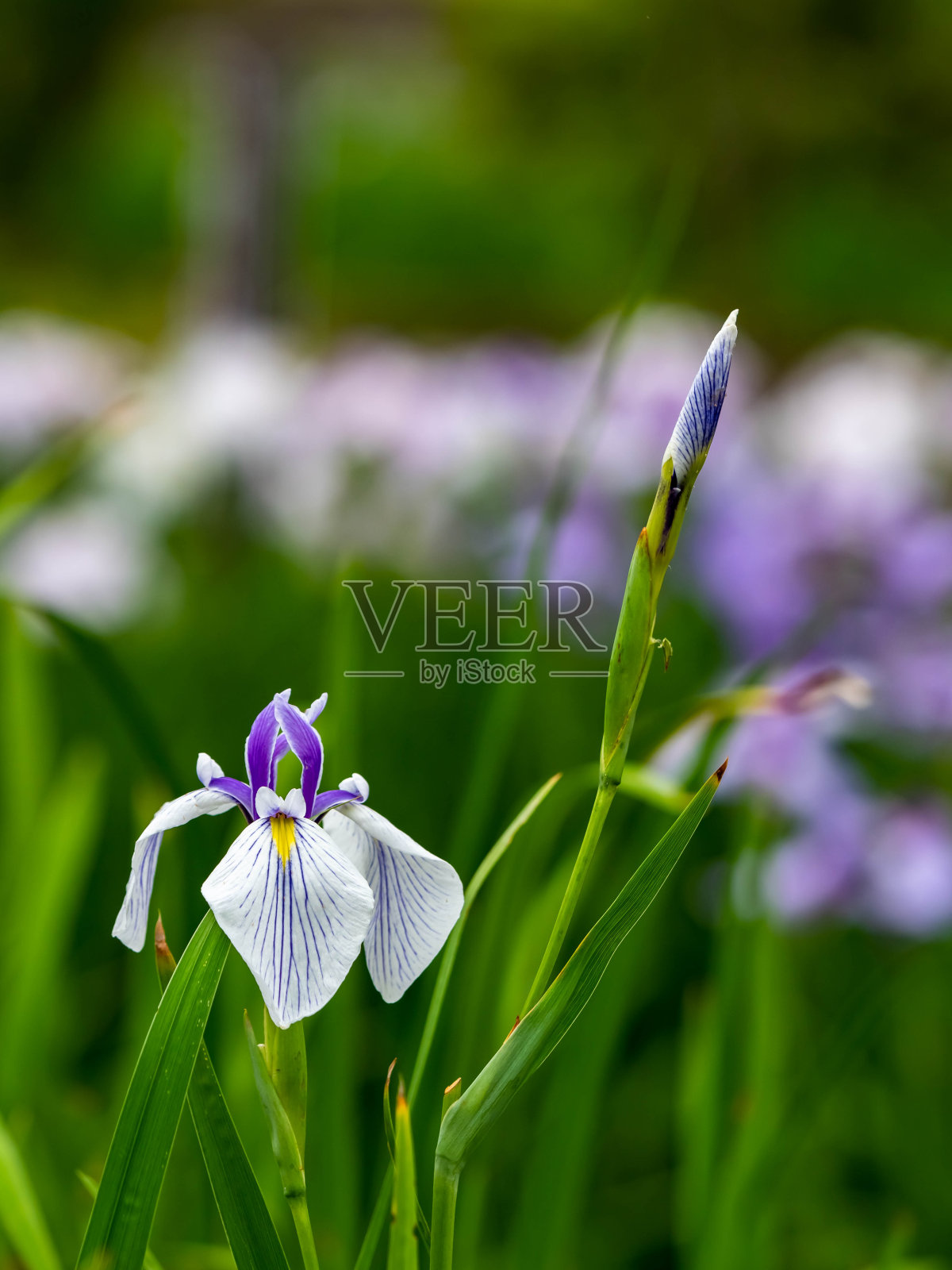 日本虹膜花照片摄影图片