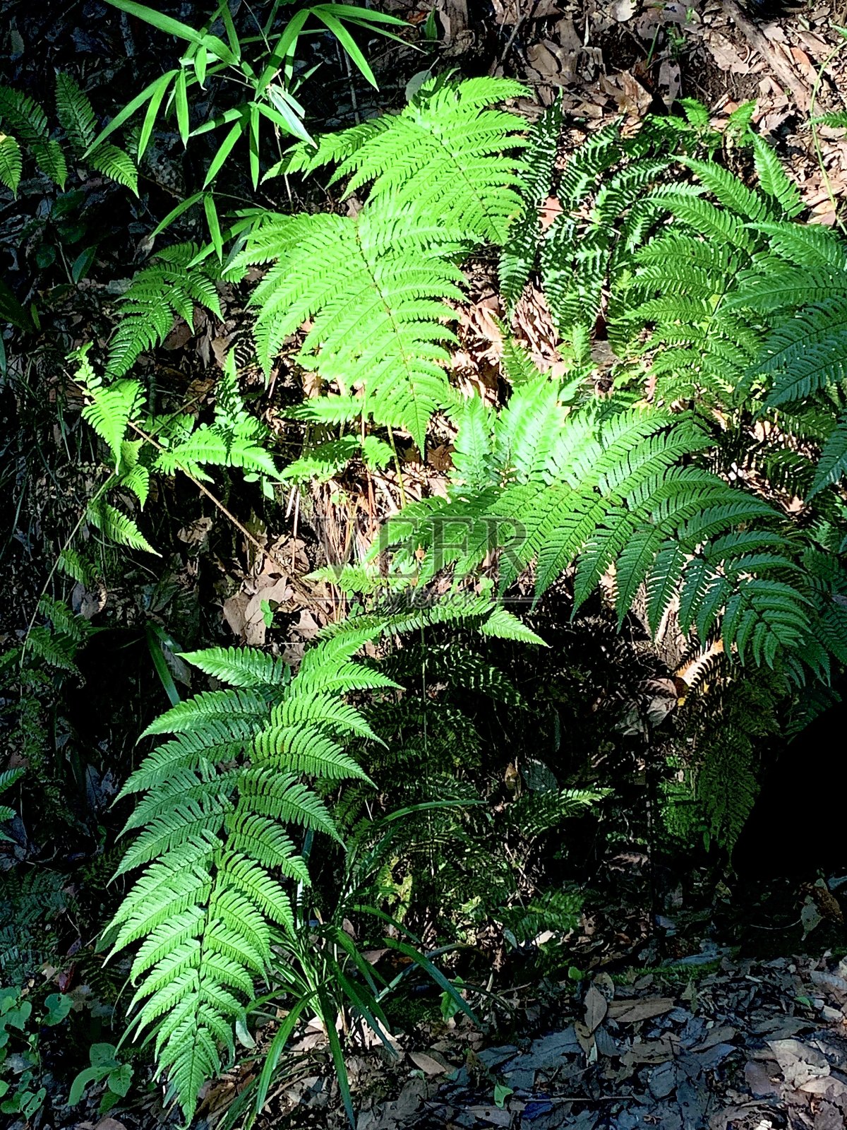 在清晨的阳光下照片摄影图片