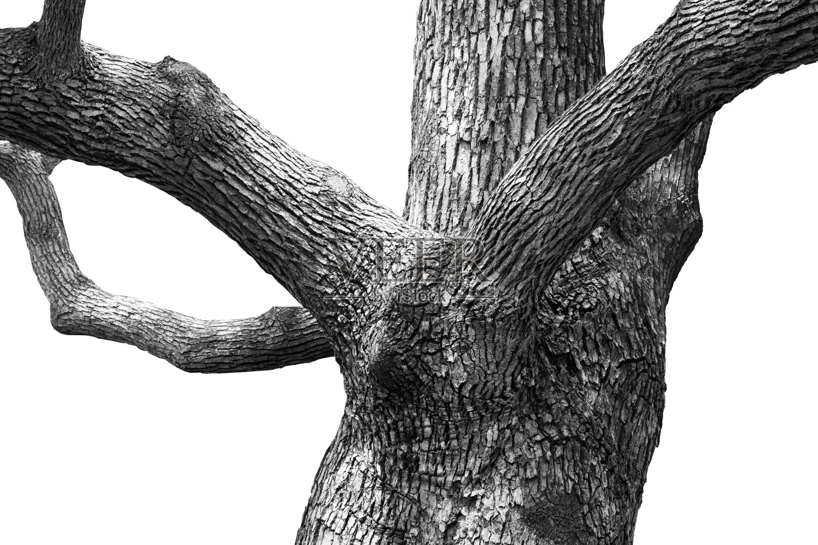 树枝照片摄影图片