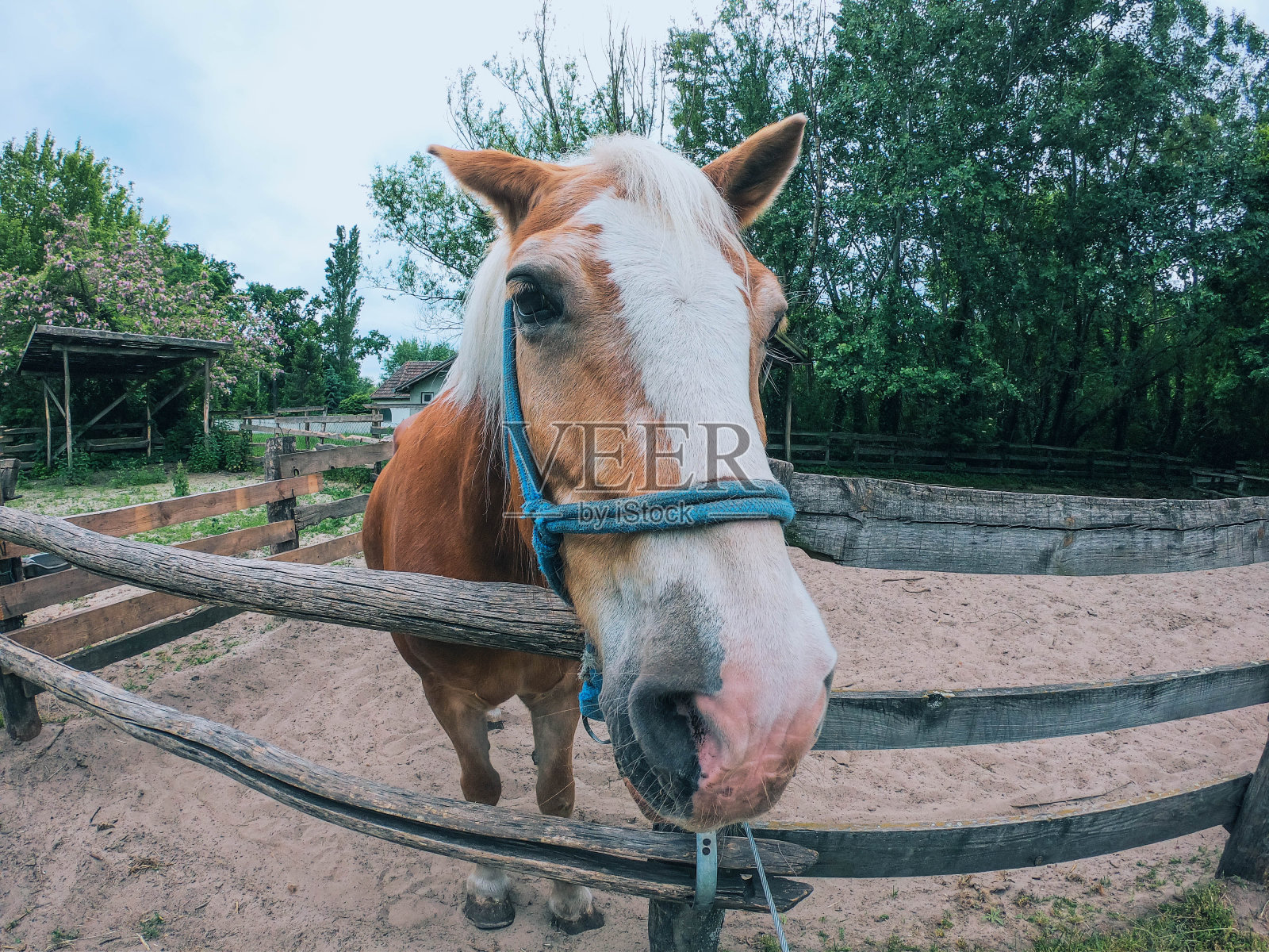 马在动物园库存照片照片摄影图片