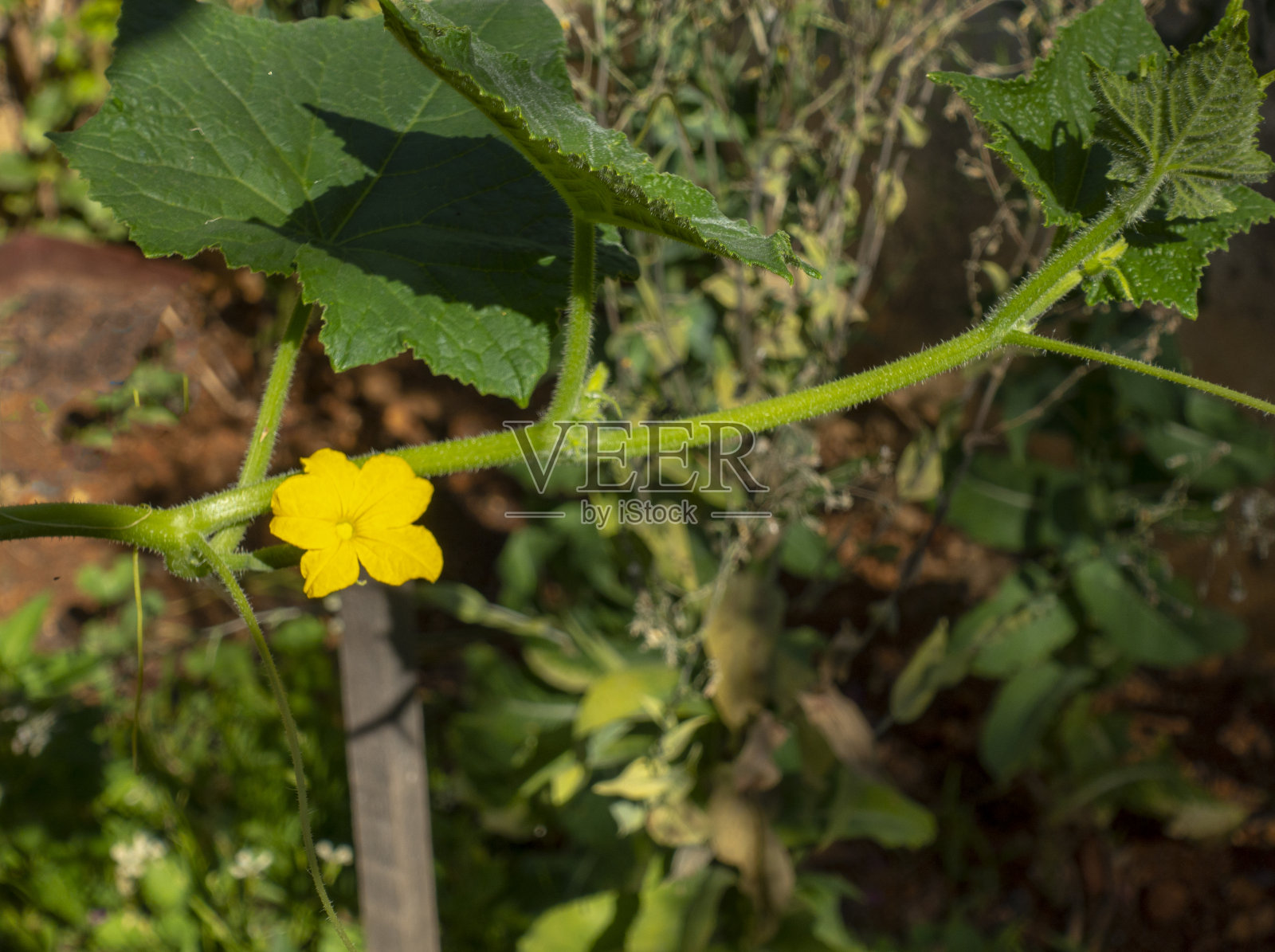 黄瓜花照片摄影图片