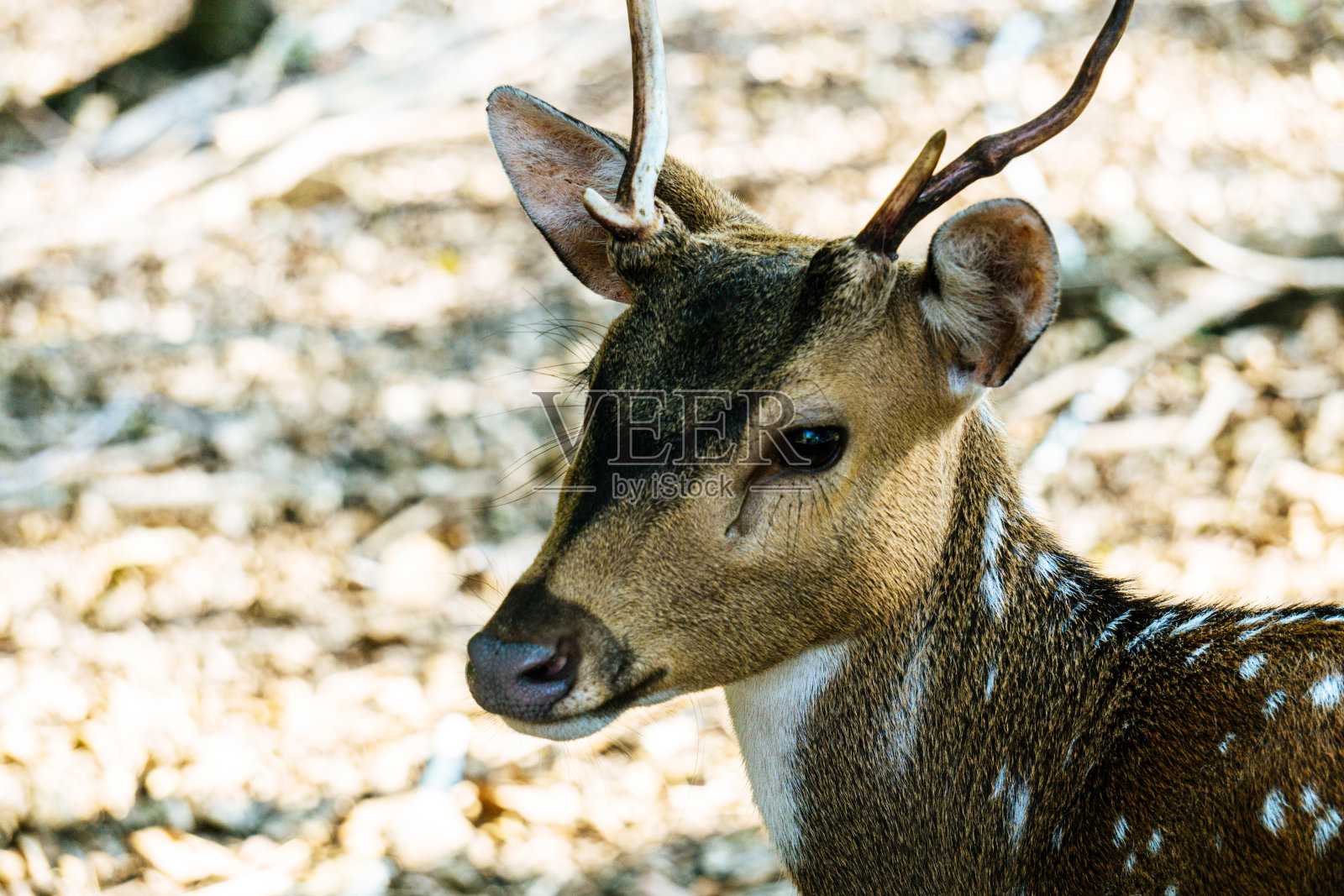 鹿照片摄影图片