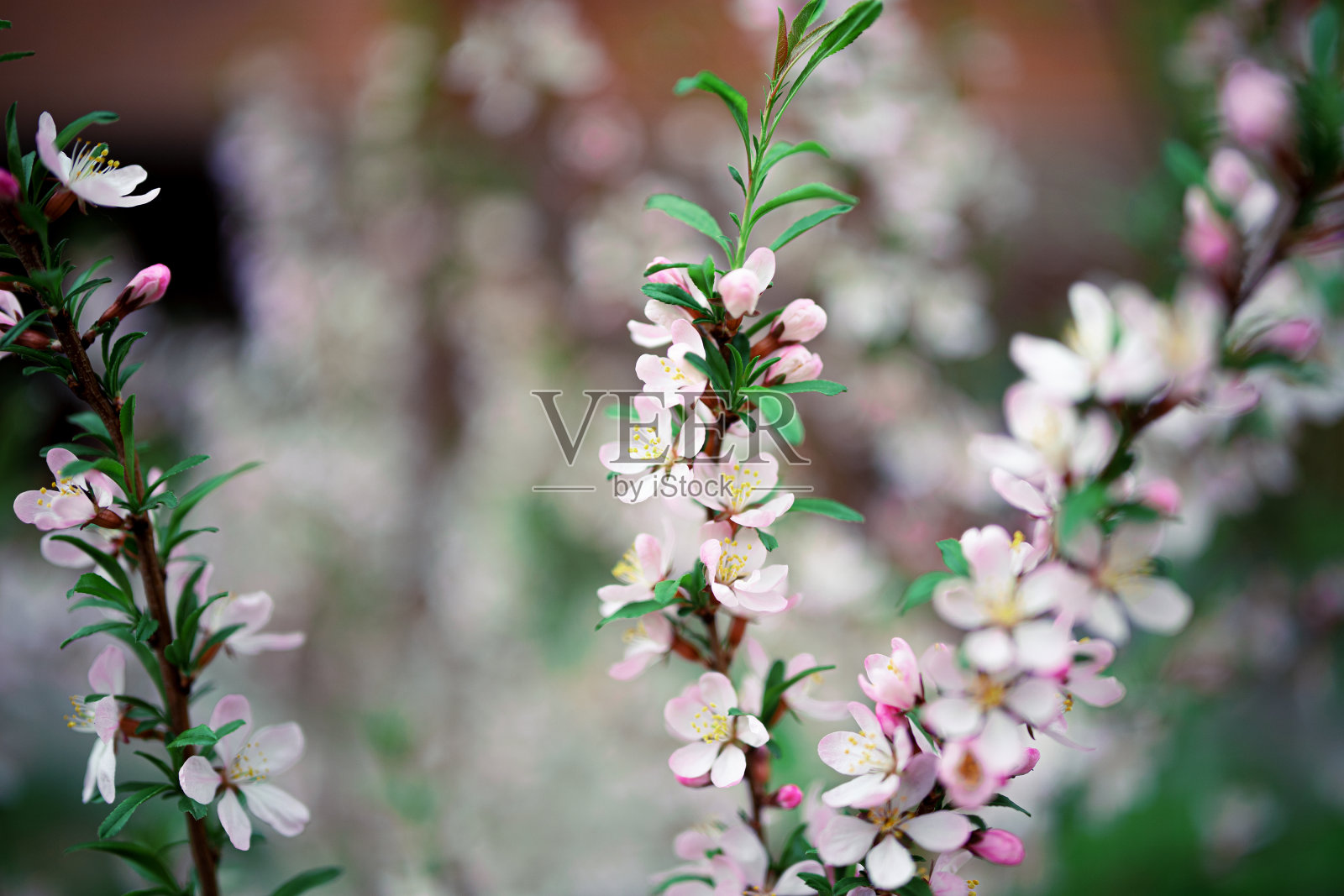 树枝上盛开着春天的鲜花。照片摄影图片