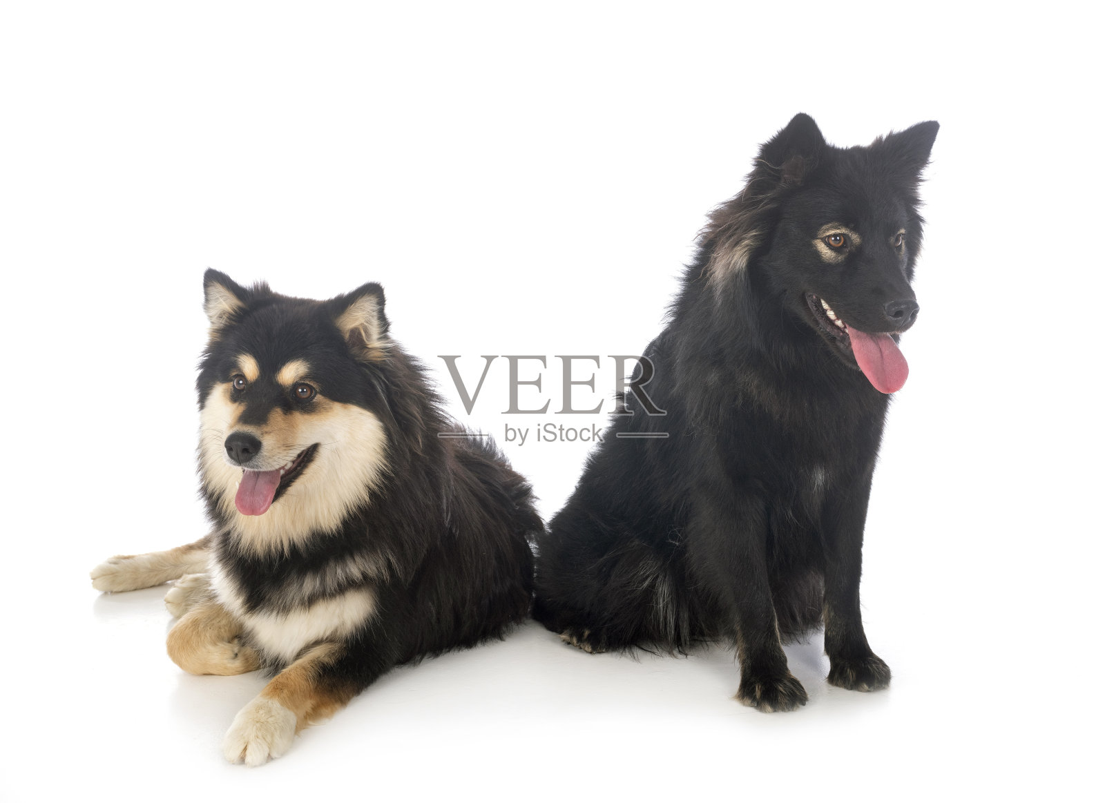 芬兰拉普芬德照片摄影图片