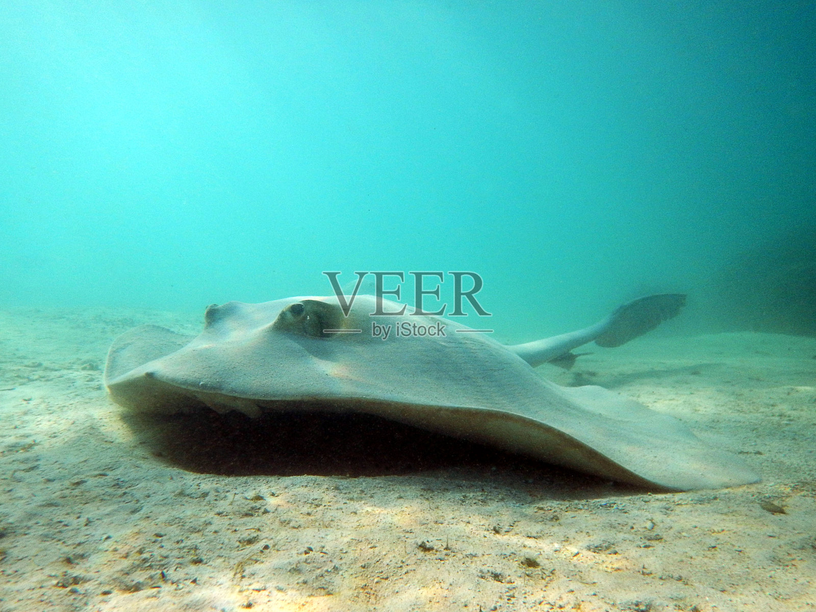 似牛的刺雷照片摄影图片